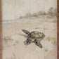 Sea Turtle On The Beach