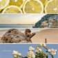 Coastal Lemon Hanging Air Freshener