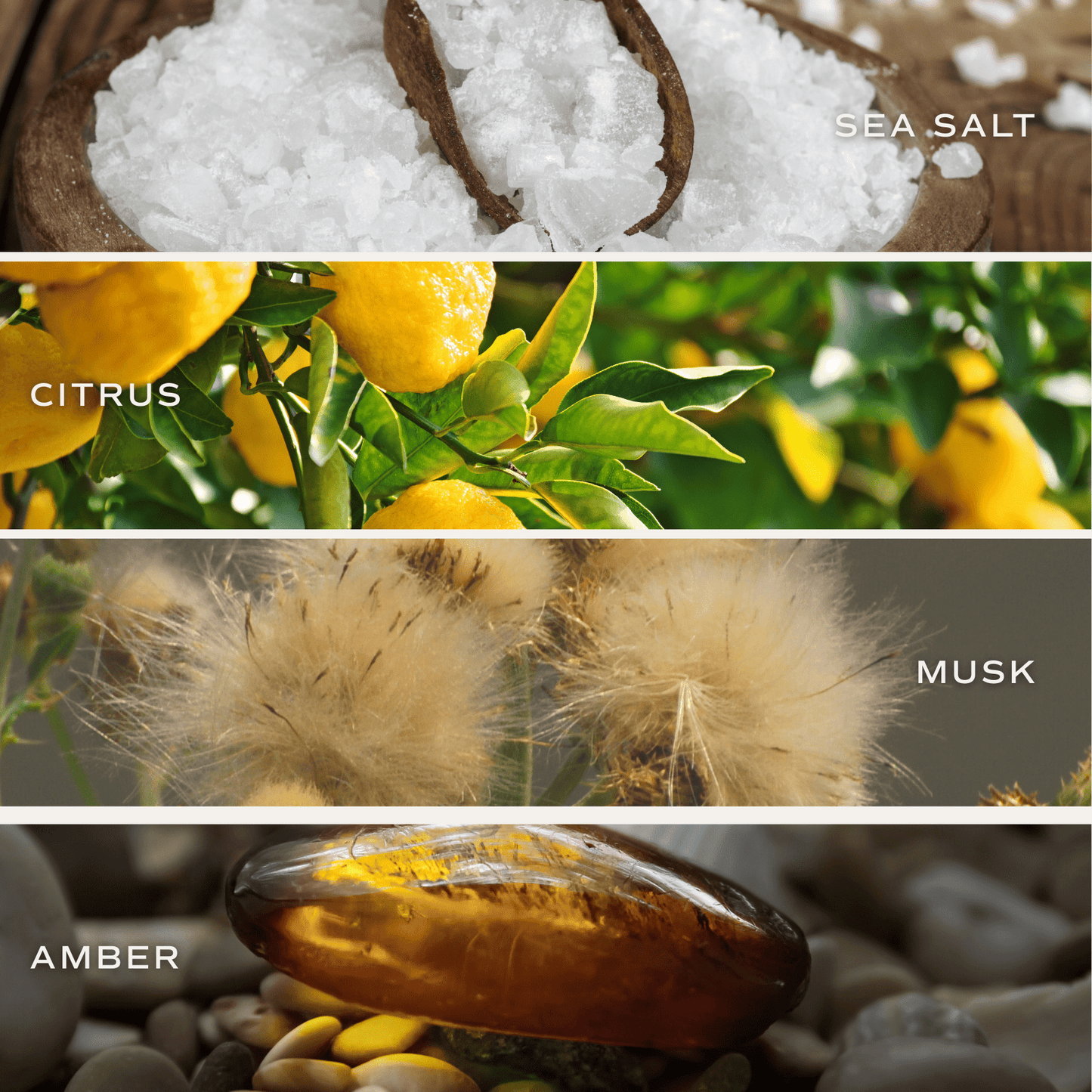 Salt and Sea Soy Candle - Tinted Glass Jar - 12 oz