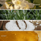 Wildflowers and Salt Clear Reed Diffuser