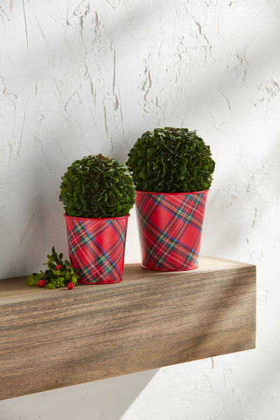 Boxwood Tartan Pot